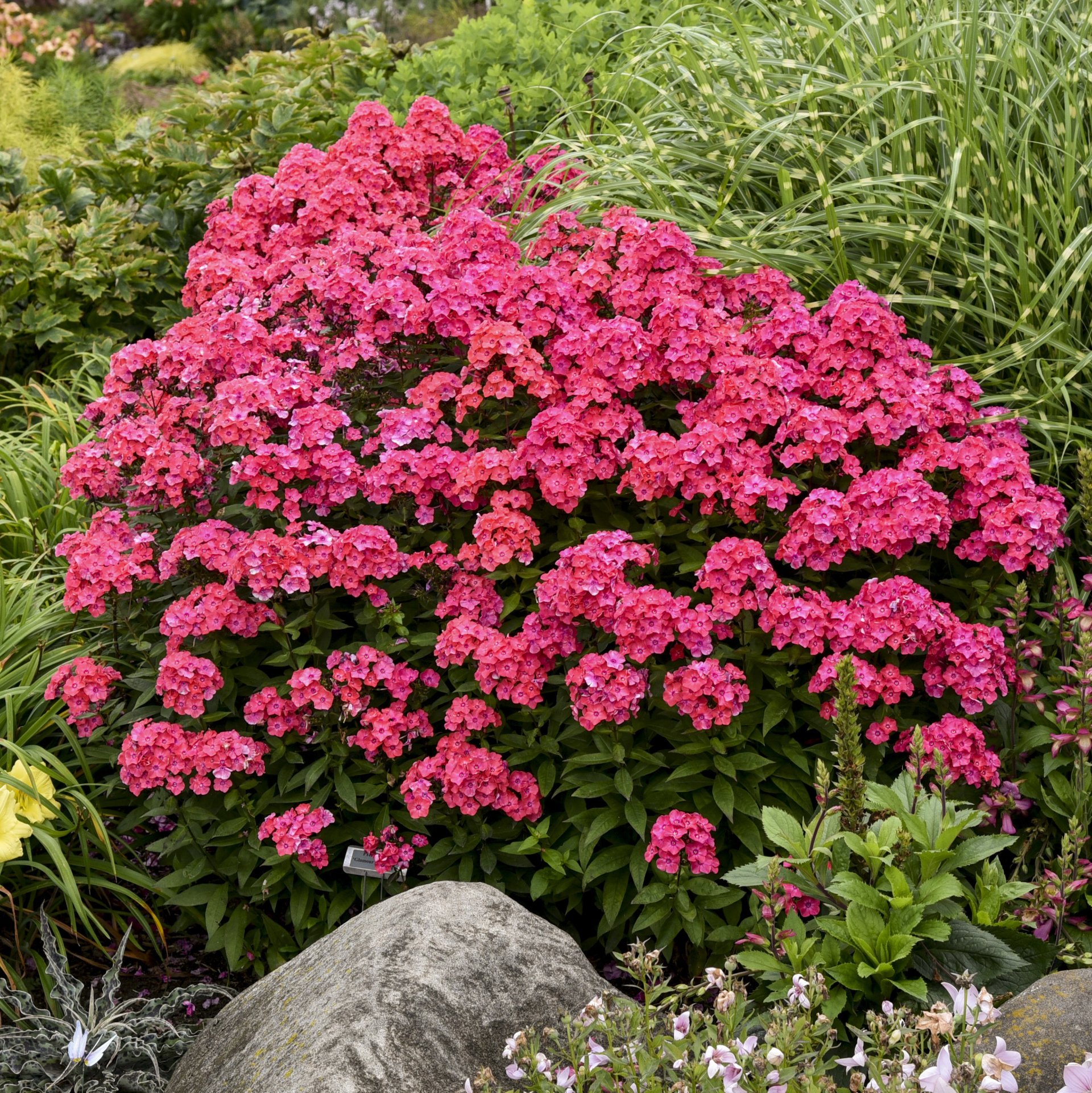 19+ Perennial Flowers Zone 3 Annuals & Perennials