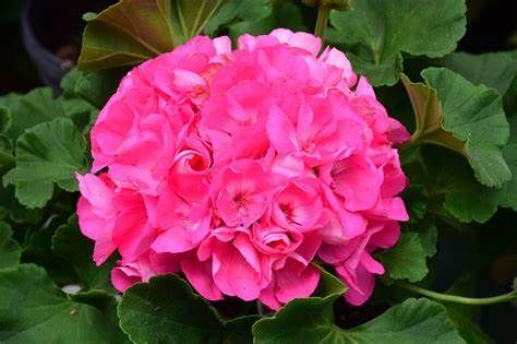 Annuals & Perennials