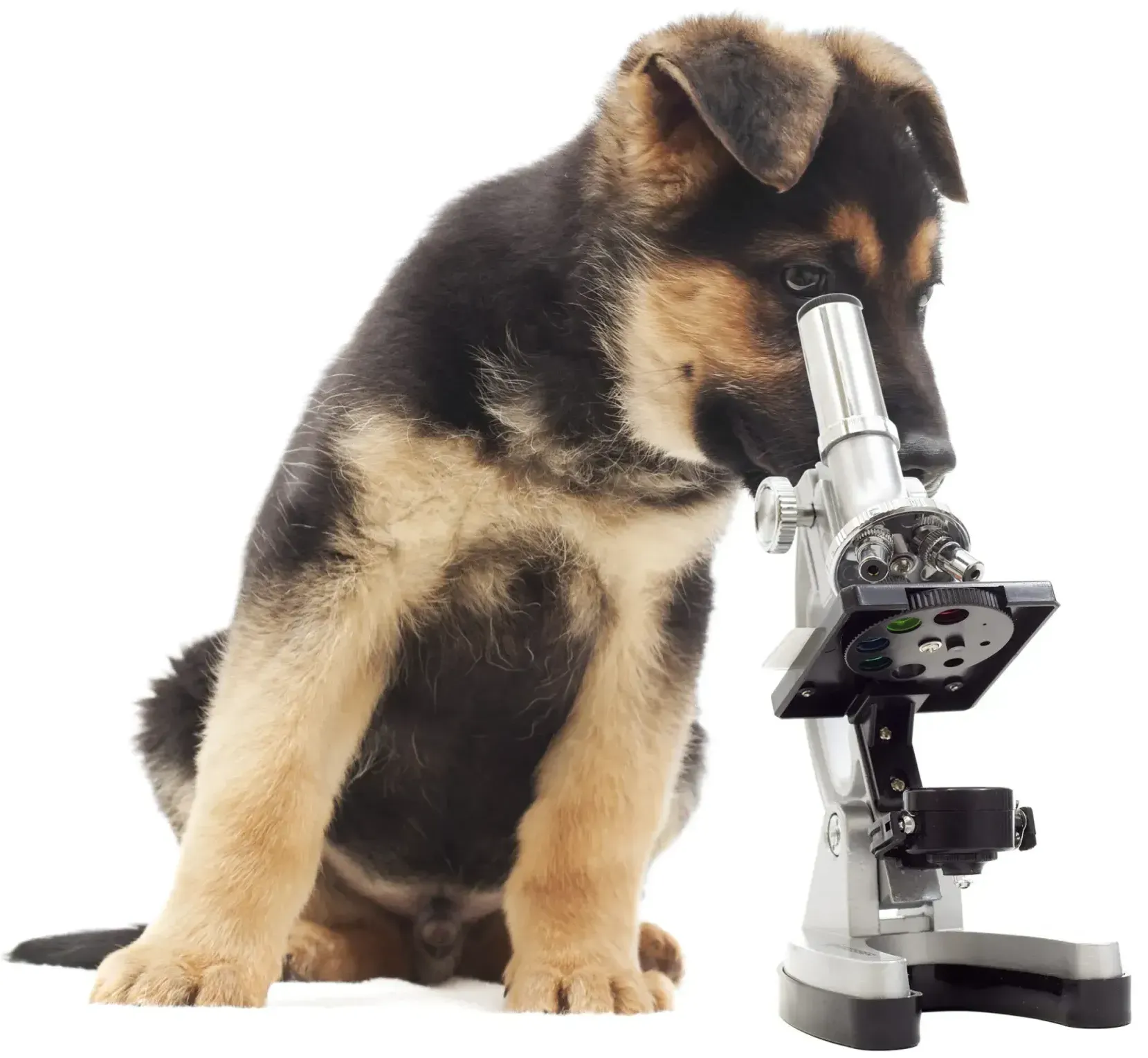 A german shepherd puppy looking through a microscope