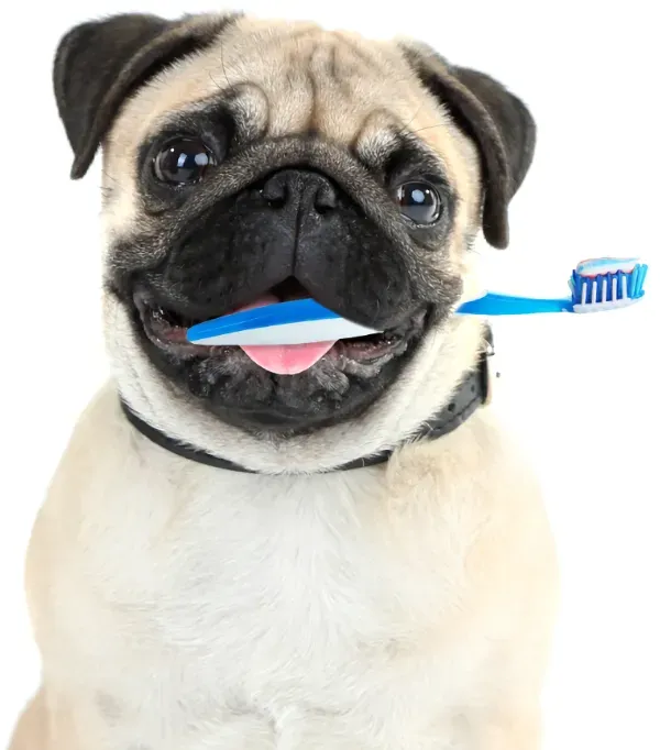 Dog teeth cleaning Plantation