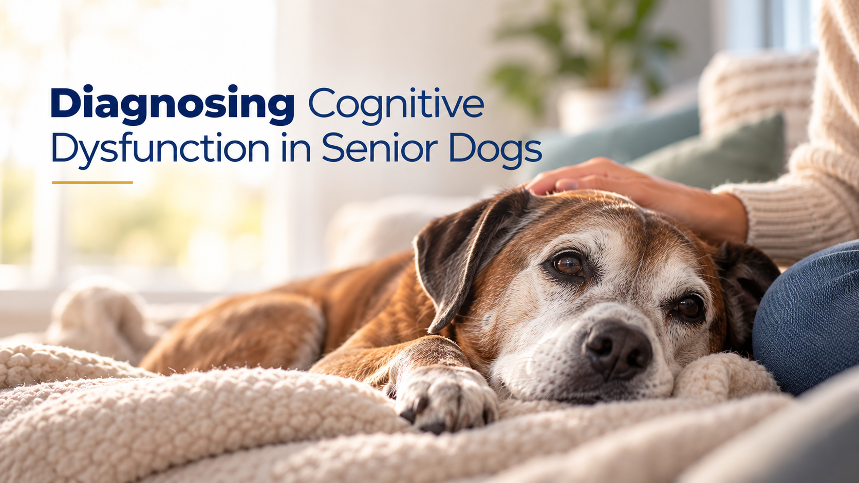 Senior dog resting calmly during cognitive dysfunction evaluation at home
