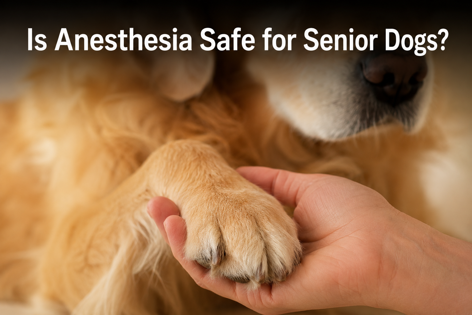 Veterinarian holding senior dog's paw, safe anesthesia dental cleaning guide
