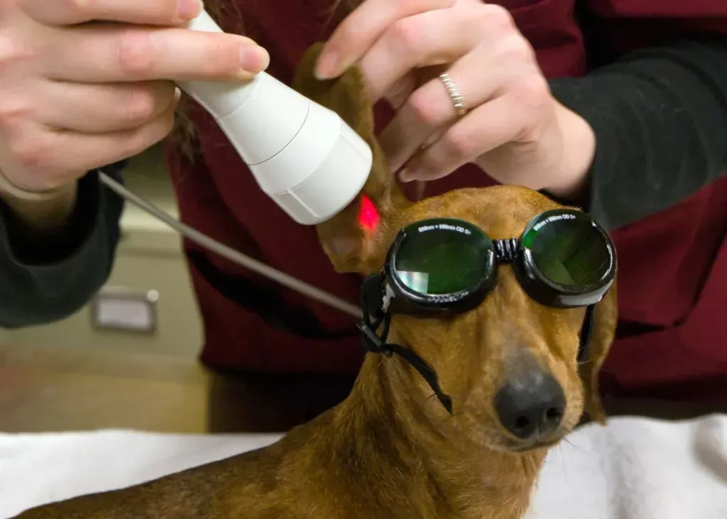 A dog getting laser therapy