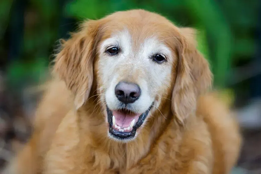 An older golden retriever is laying down and smiling at the camera.