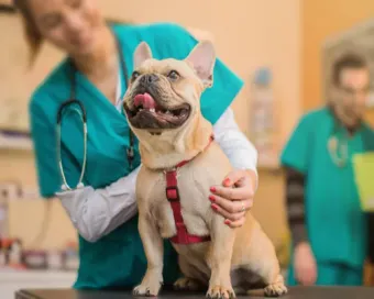 A french bulldog is being examined by a veterinarian in a veterinary clinic.