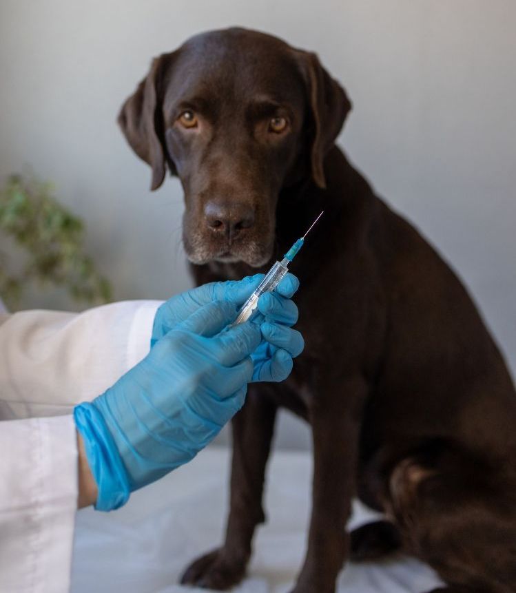 A person is holding a syringe in front of a brown dog