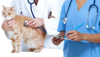 A french bulldog is being examined by a veterinarian in a veterinary clinic.