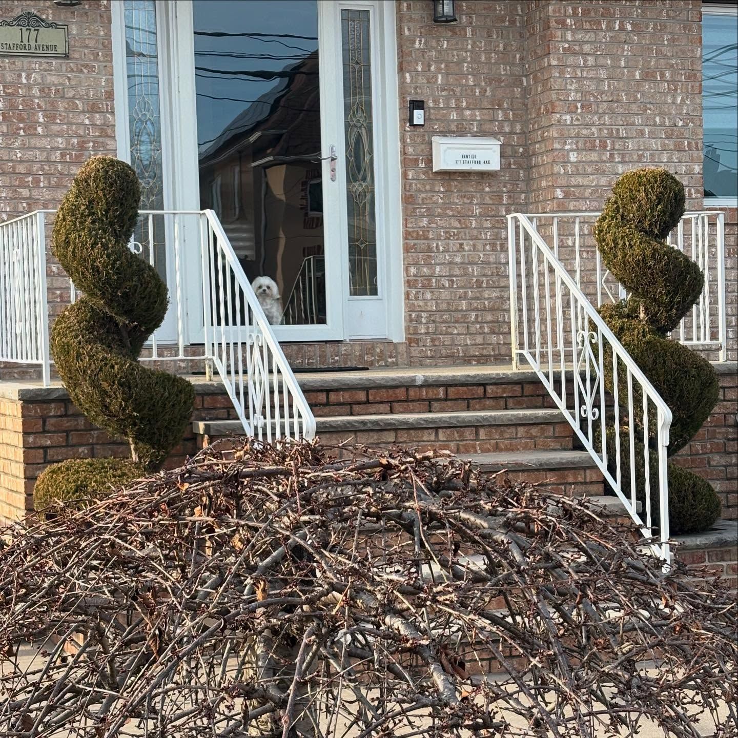 Front entrance of a brick home with two spiral-pruned shrubs, white railings, and a small dog visible inside the glass door.