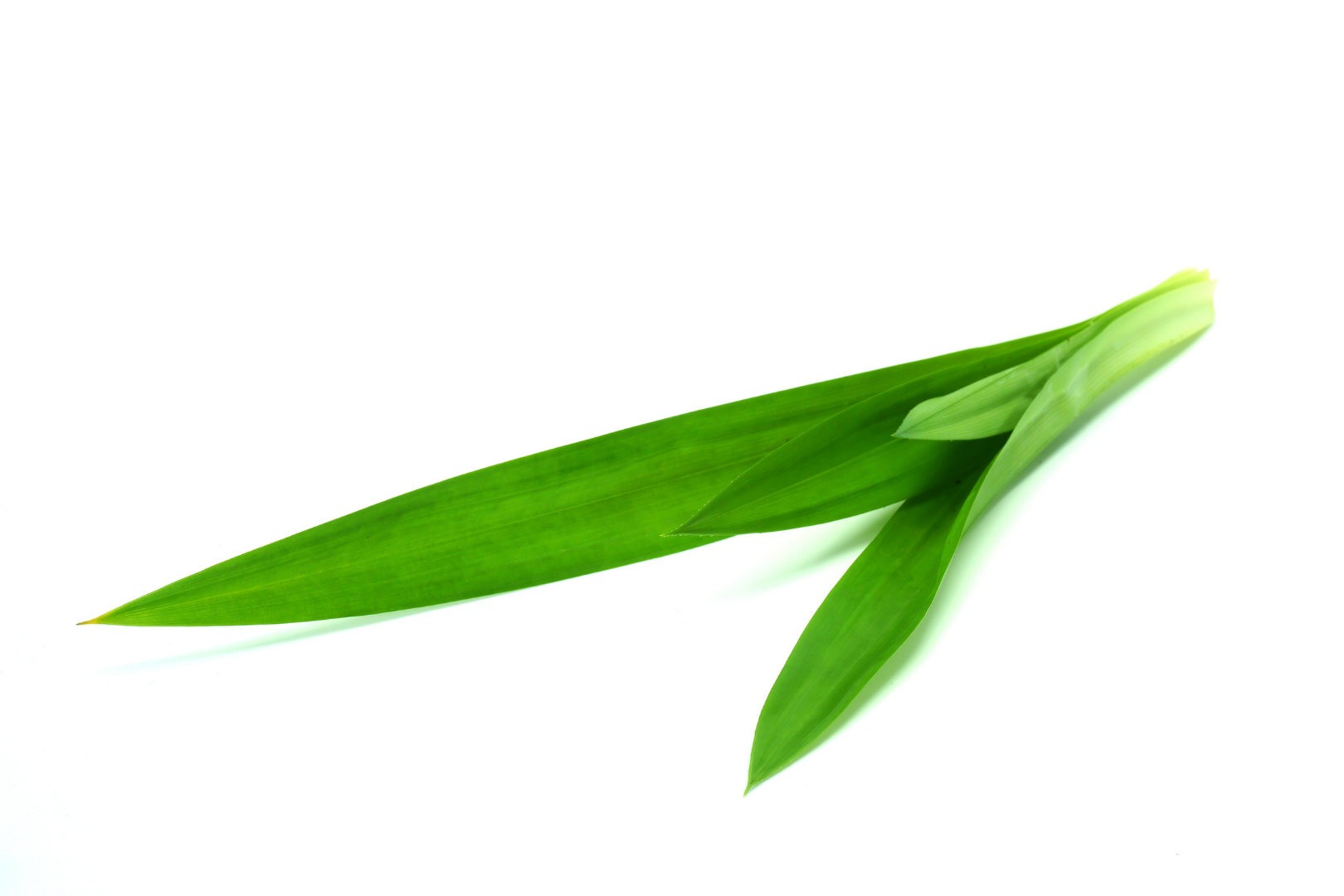 Image of Pandan Leaf supplied by Queentana Fresh