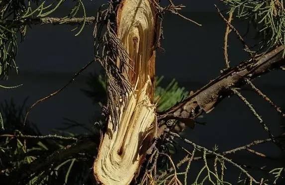 What to Do About a Broken Tree Limb During the Winter