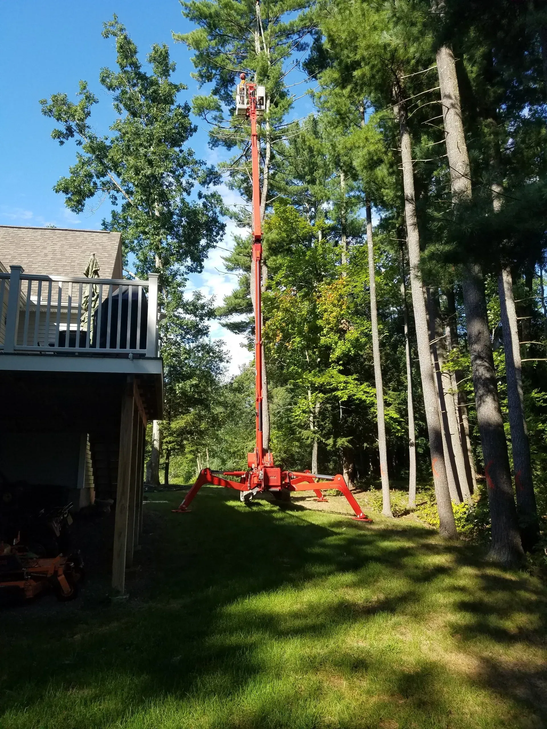 Tree Services