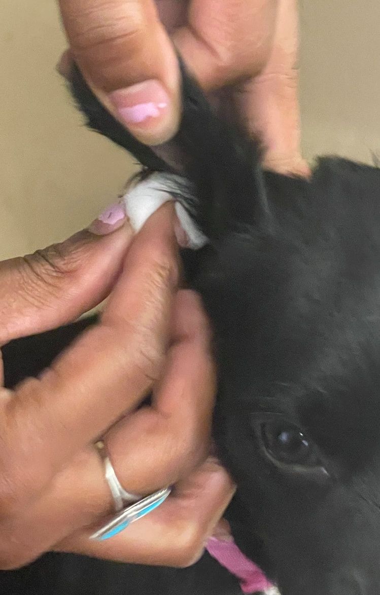 Groomers and ear care explained
