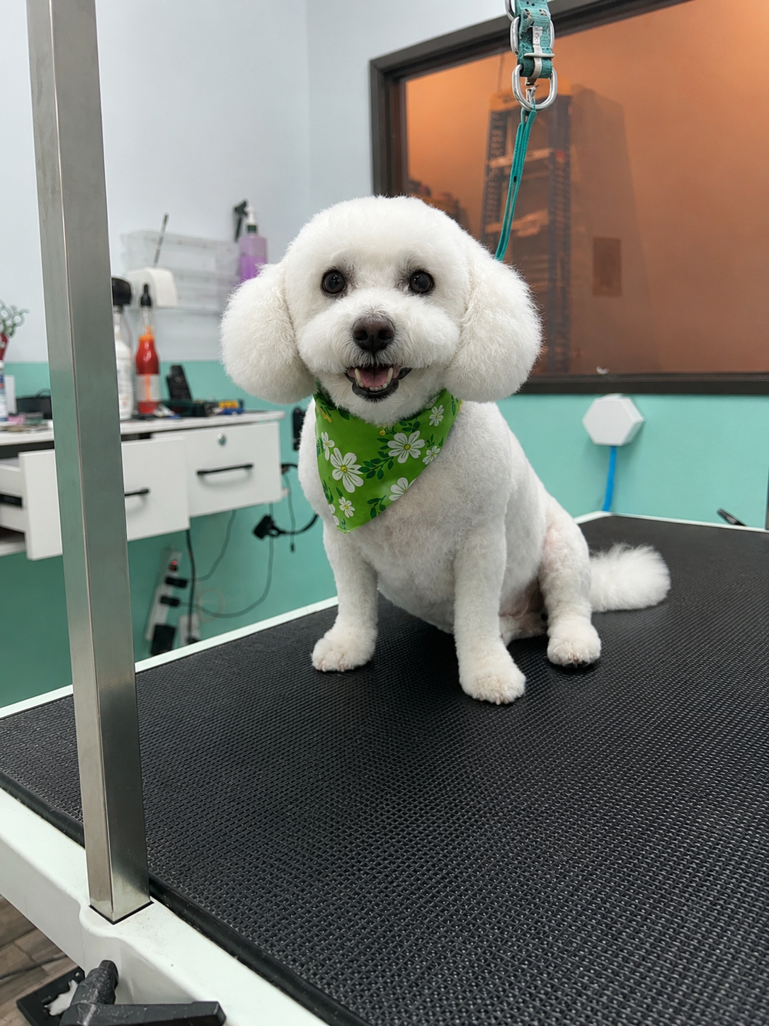Fluffy Bichon with green bandana sitting on a grooming table in a pet salon
