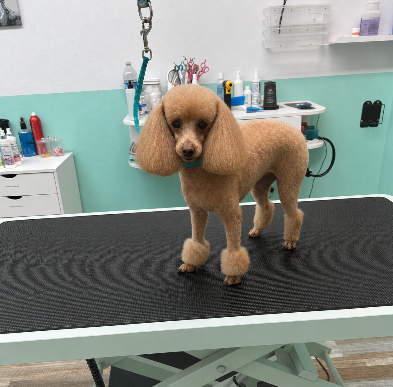 Poodle Grooming in North Las Vegas