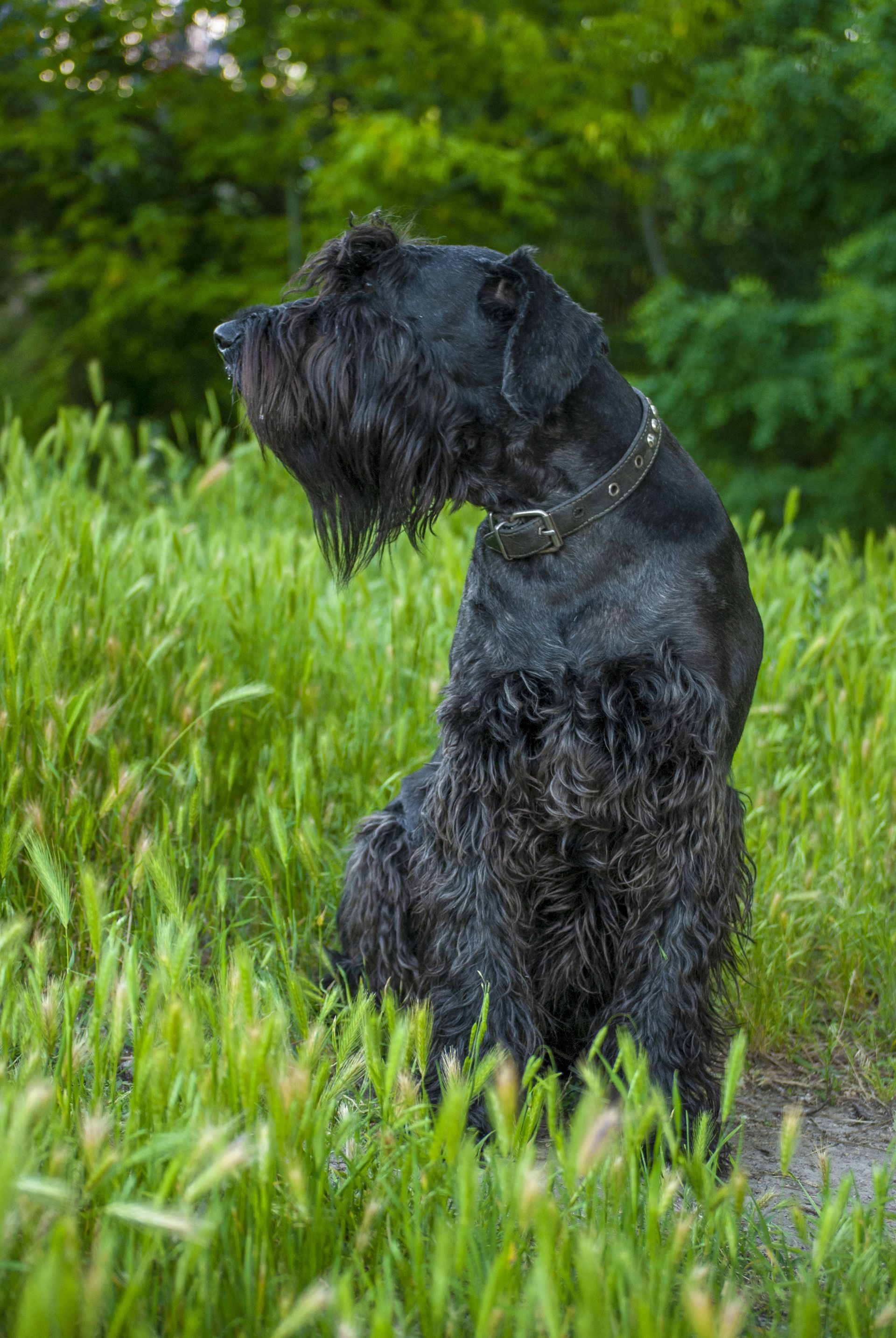 Giant Schnauzer breed info - pixabay pic
