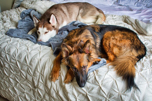Two dogs sleeping on a bed, one brown and white, one tan and black