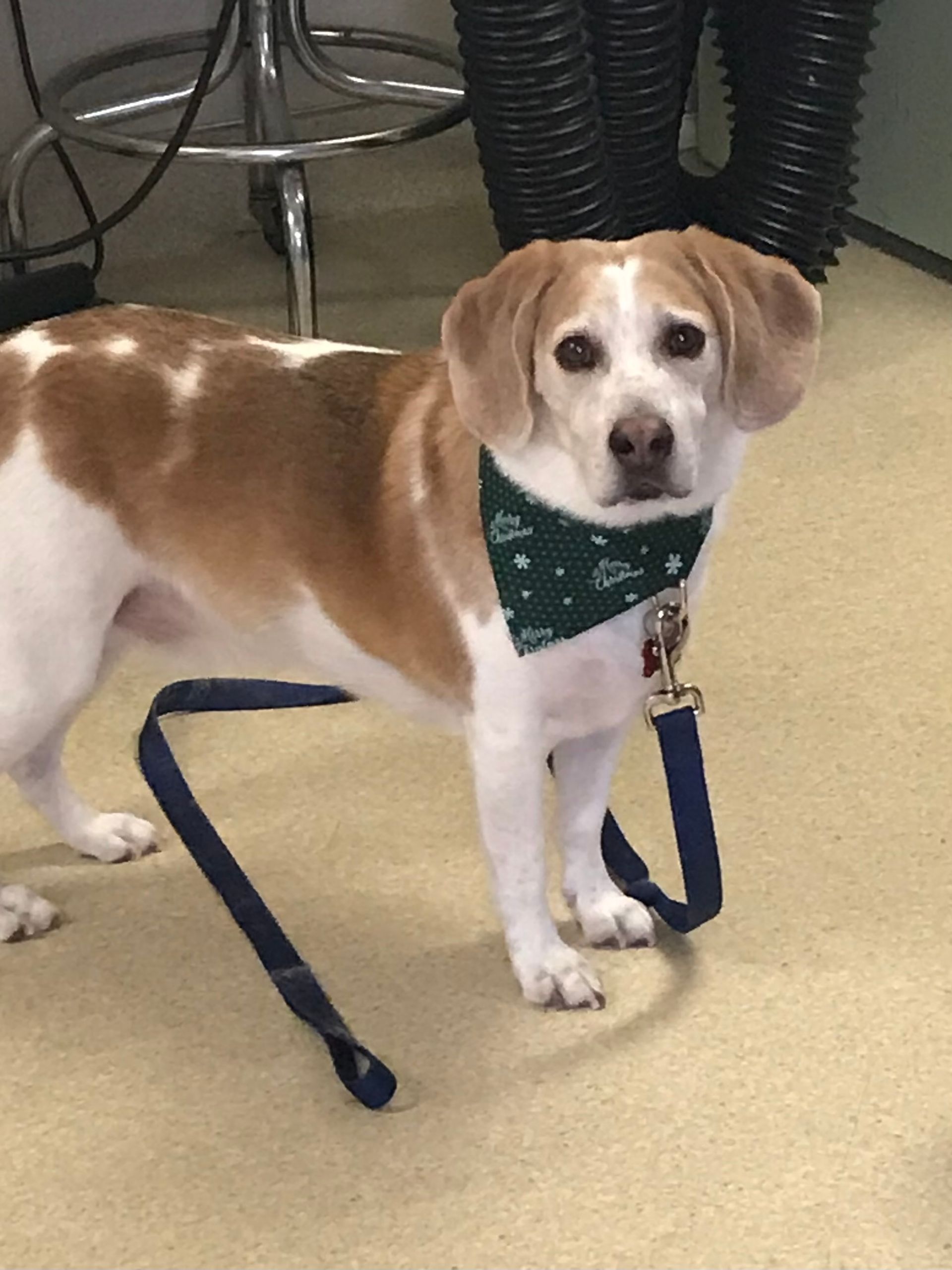 Beagle Grooming