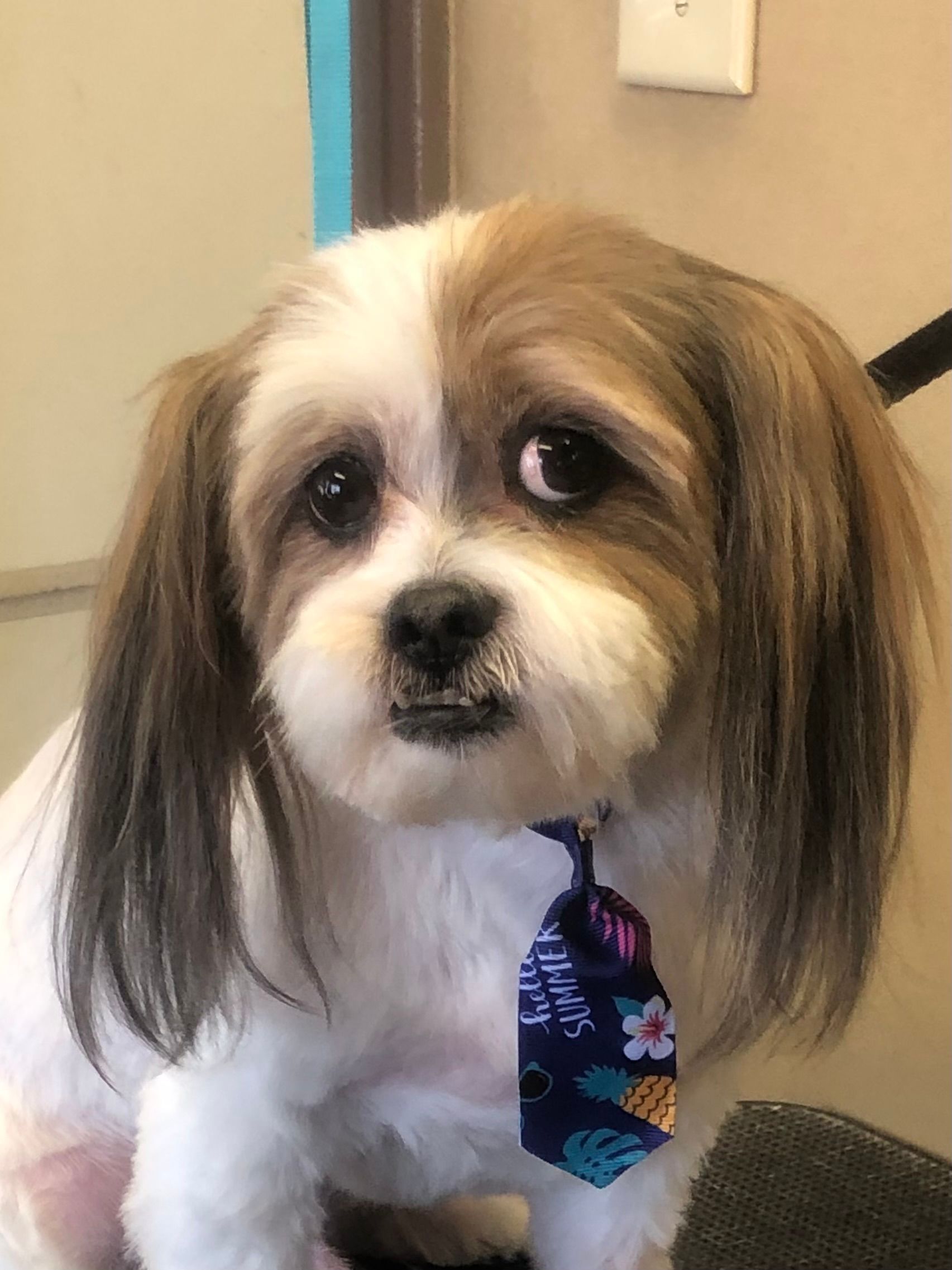 Shih Tzu Groomer Las Vegas