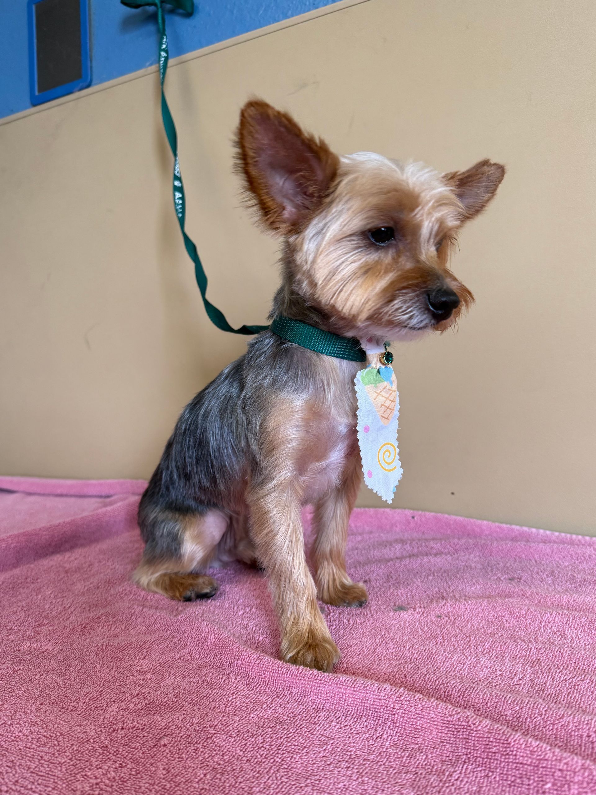 Yorkie after grooming