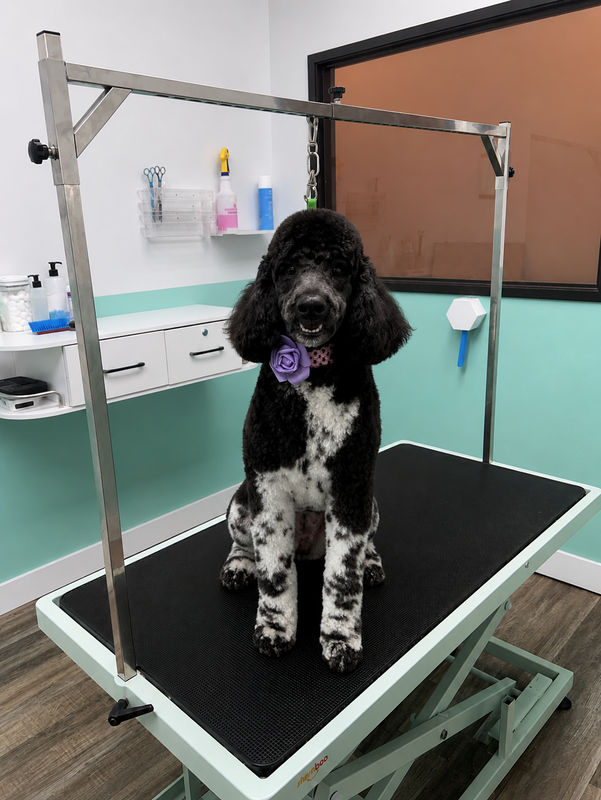 Las Vegas Doodle Groomer
