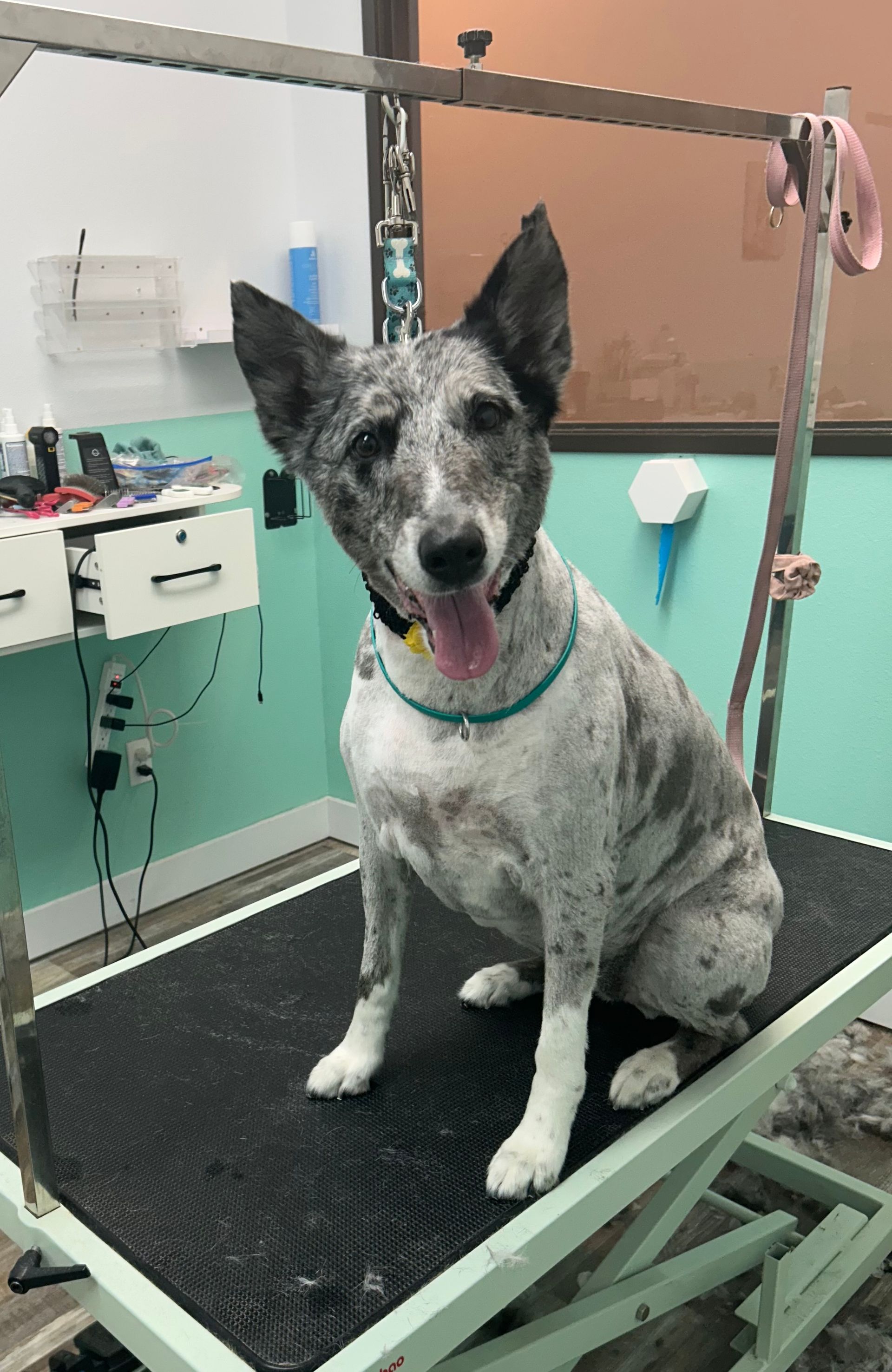 Collie Haircut Las Vegas