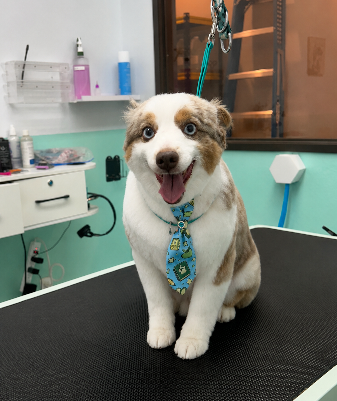 Mini Aussie after groom wearing a blue tie, in a pet salon.
