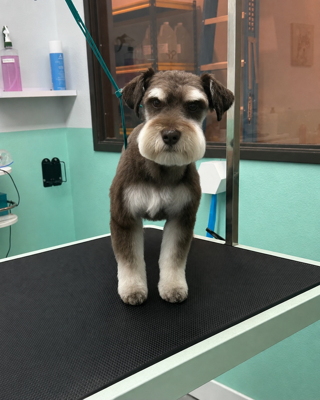 Mini Schnauzer Breed Cut with Round Beard