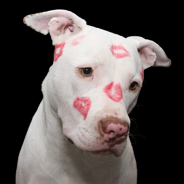 White dog with pink heart marks on its face against a black background