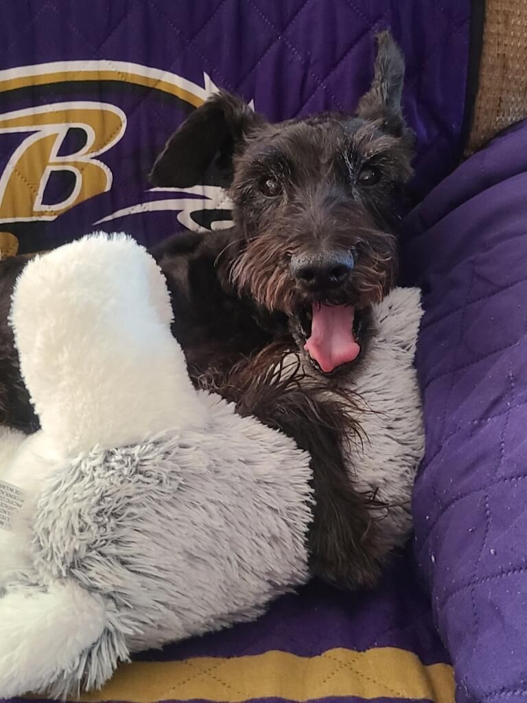 Schnauzer groomer Las Vegas