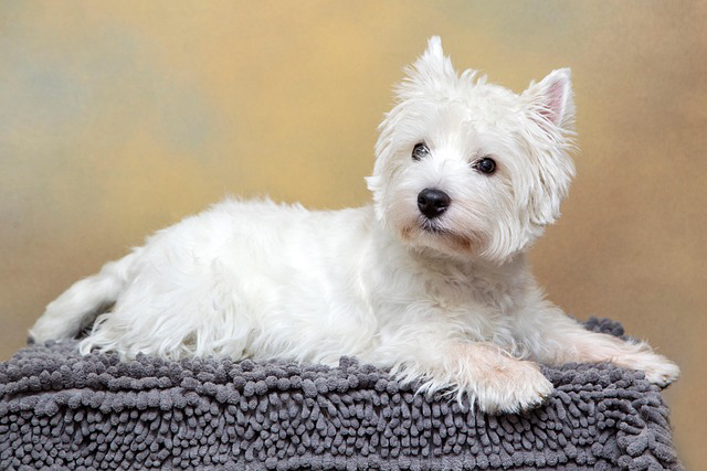 Westie and hand stripping

