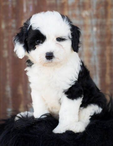 Black-and-white fluffy puppy sitting on a dark blanket in front of a wooden backdrop