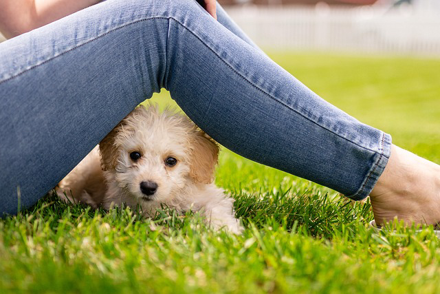 Small white puppy lying under a person's bent legs on green grass outdoors