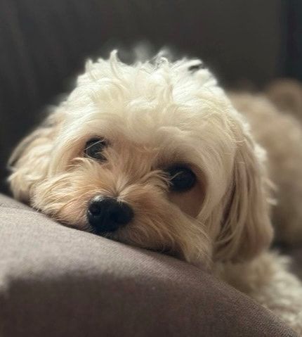 Small cream-colored dog resting its head on a couch arm, looking relaxed and sleepy