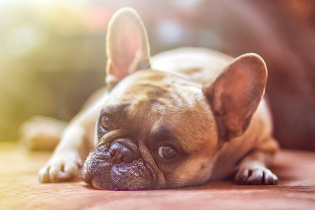 French bulldog puppy lying on a warm wooden floor, looking sleepy in soft sunlight
