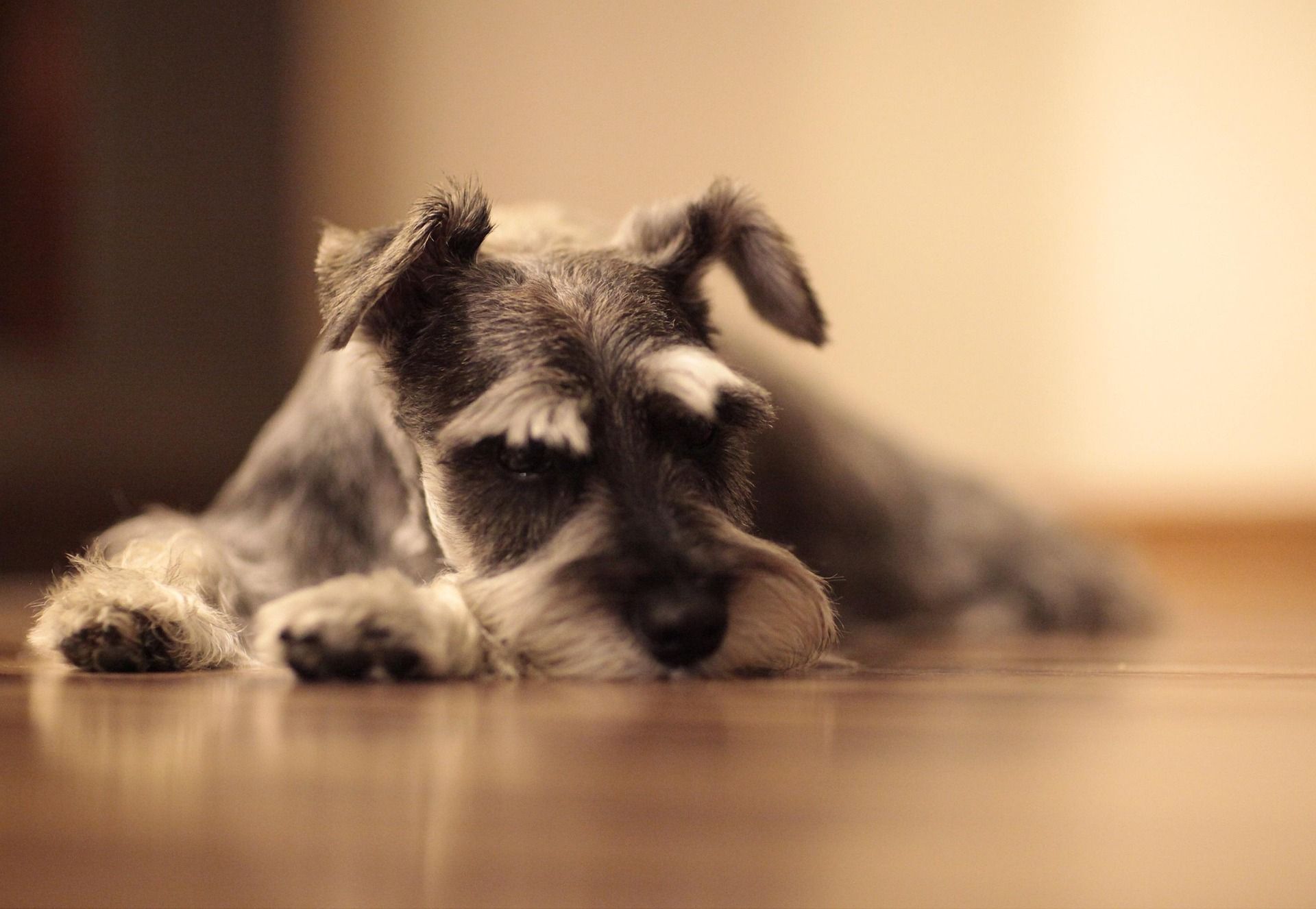 Miniature Schnauzer Breed Information
