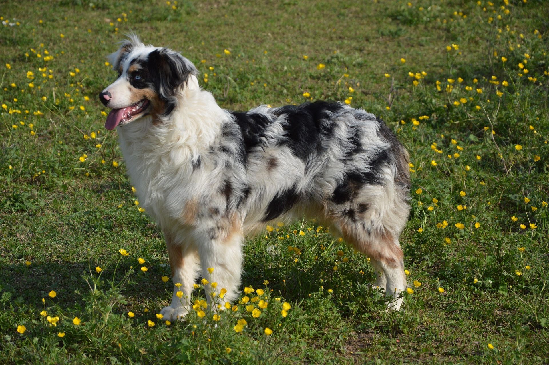 Merle Australian Shepherd standing in a grassy field with yellow flowers, tongue out, facing left