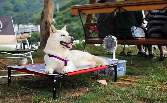 White dog in a purple harness lounging on a raised cot outdoors beside a small fan and picnic table.