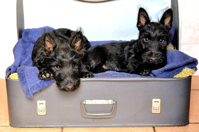 Two small black dogs resting in a gray suitcase lined with a blue towel