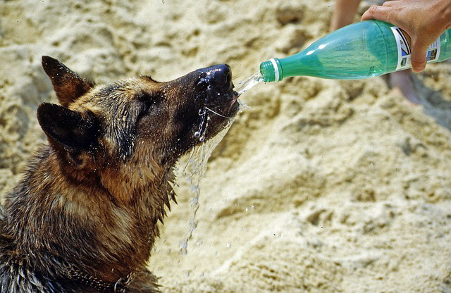 How to cool off your dog in las vegas summer - shepherd drinking water