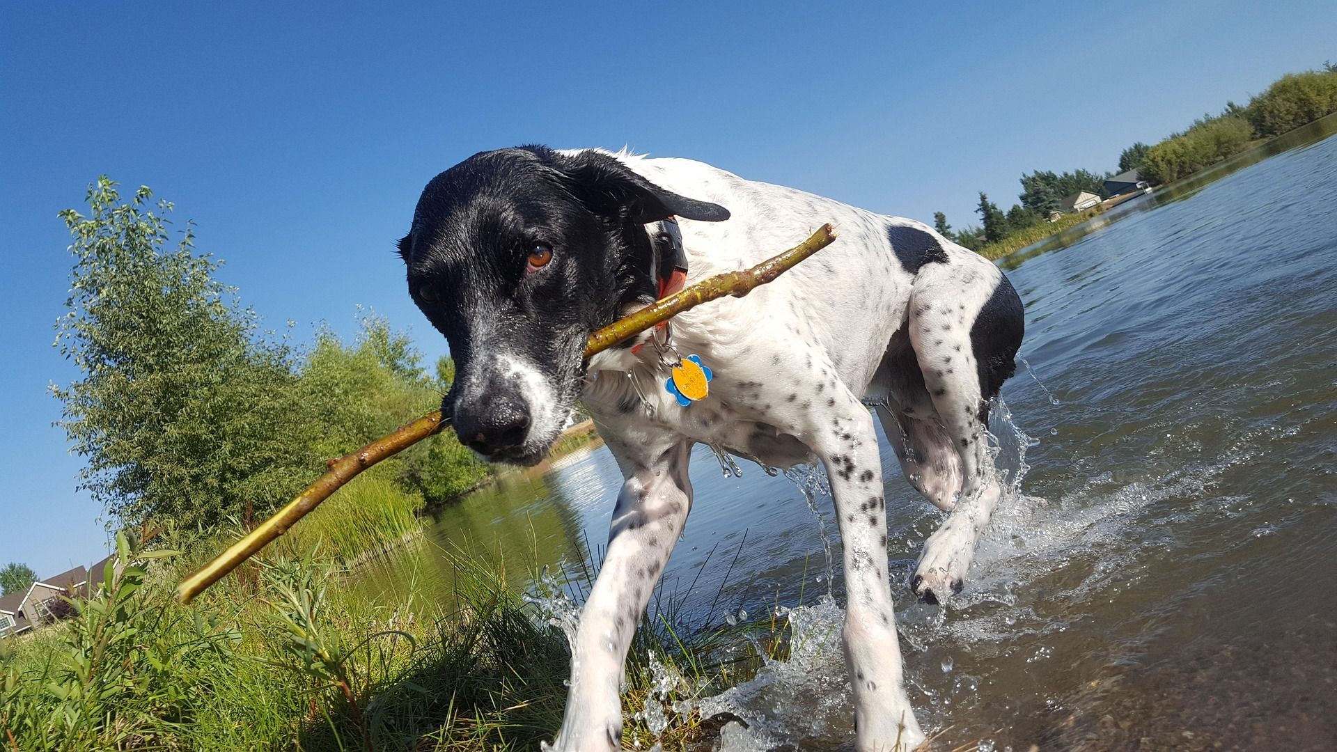 Black-and-white dog running through shallow water with a stick in its mouth