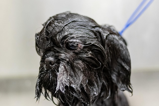 Wet black dog with a blue leash, looking downward in a close-up shot