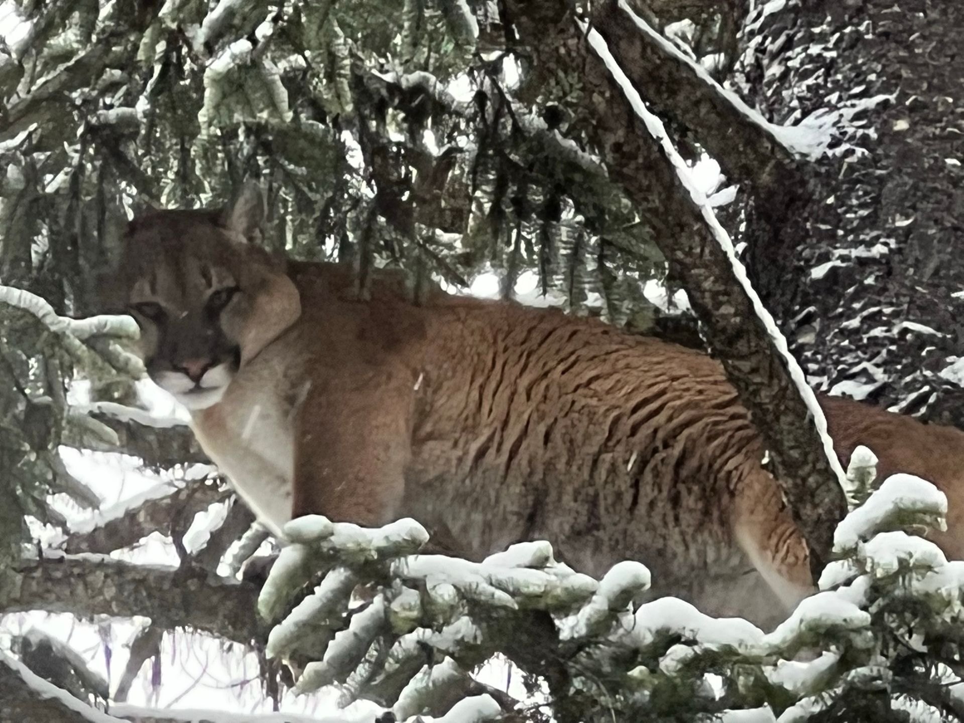 Bobcat