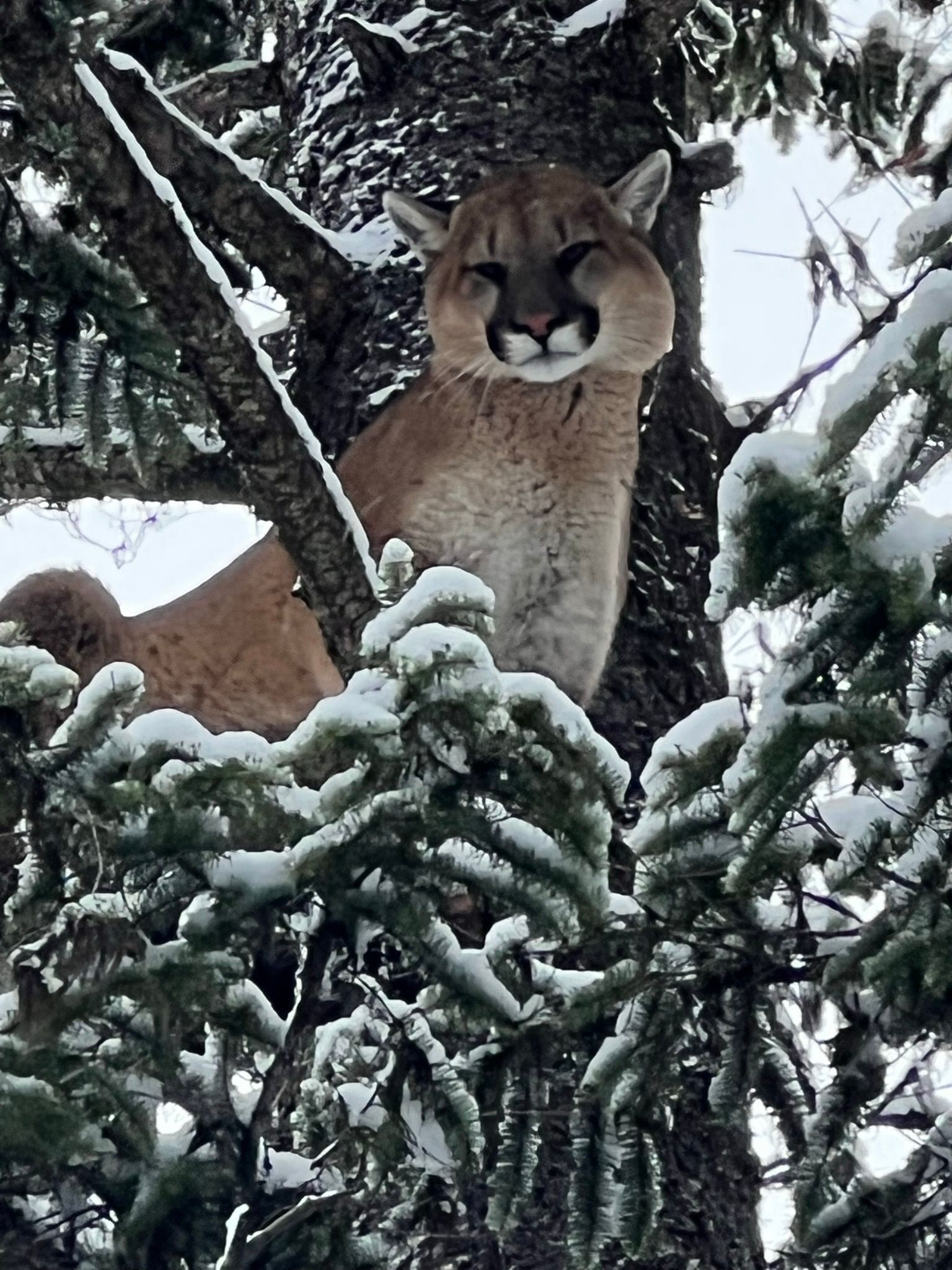 Bobcat