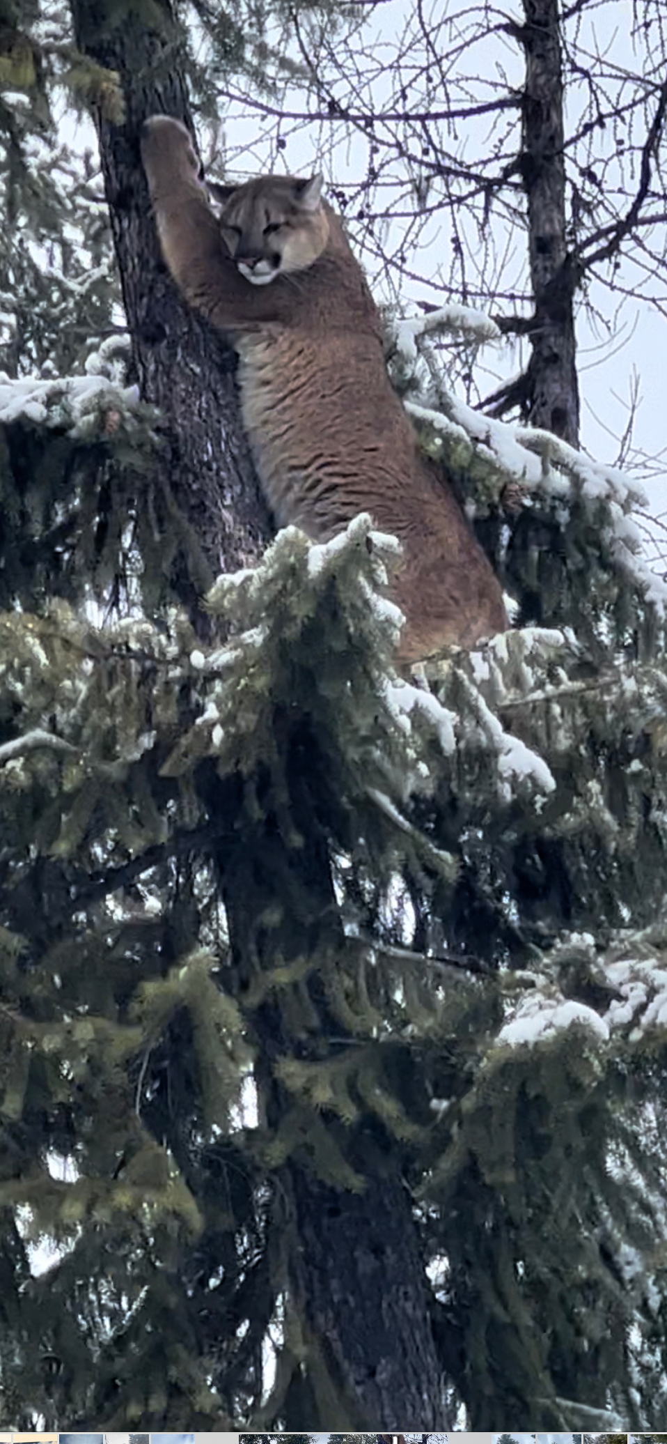 Bobcat