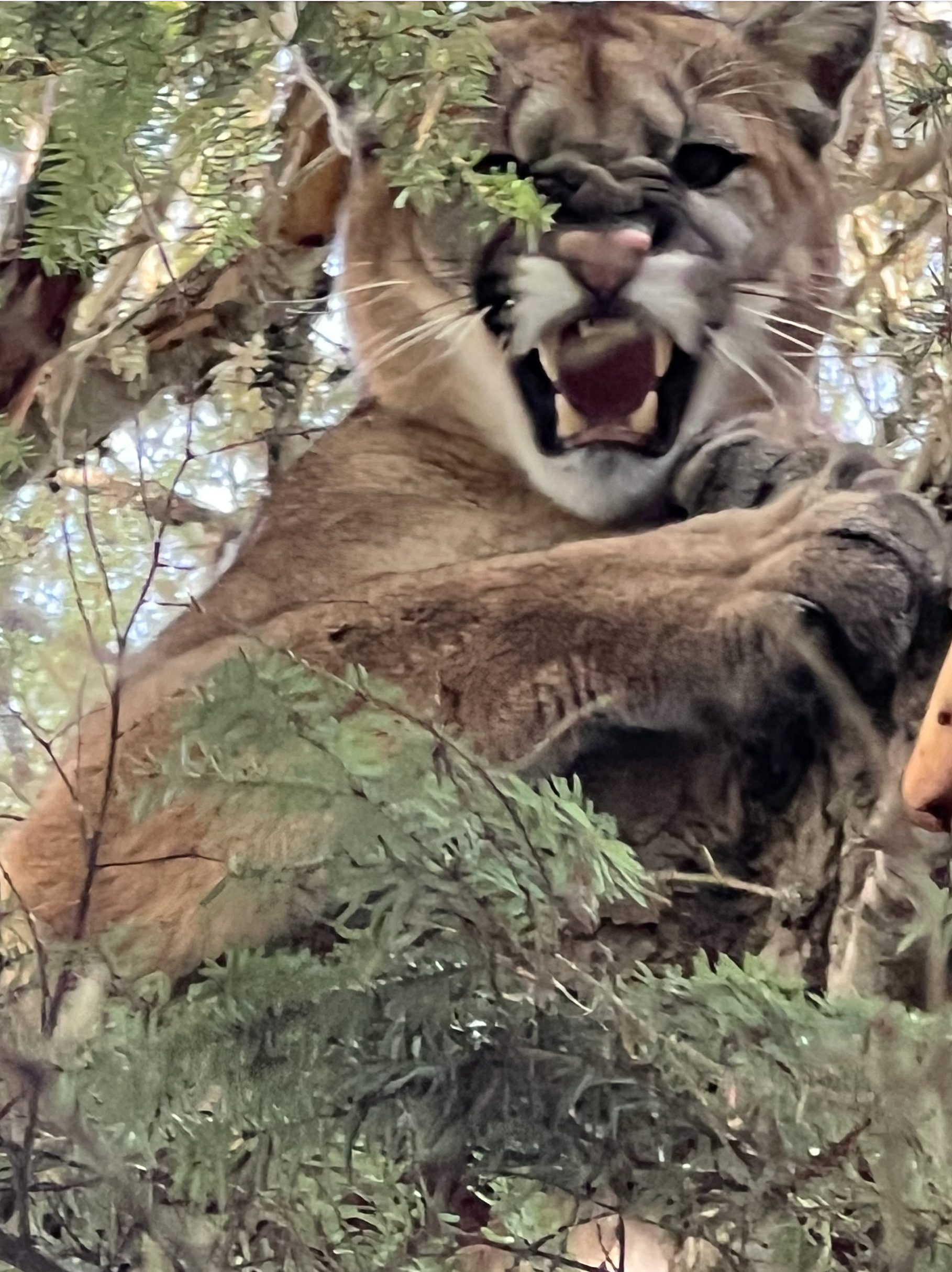 Bobcat