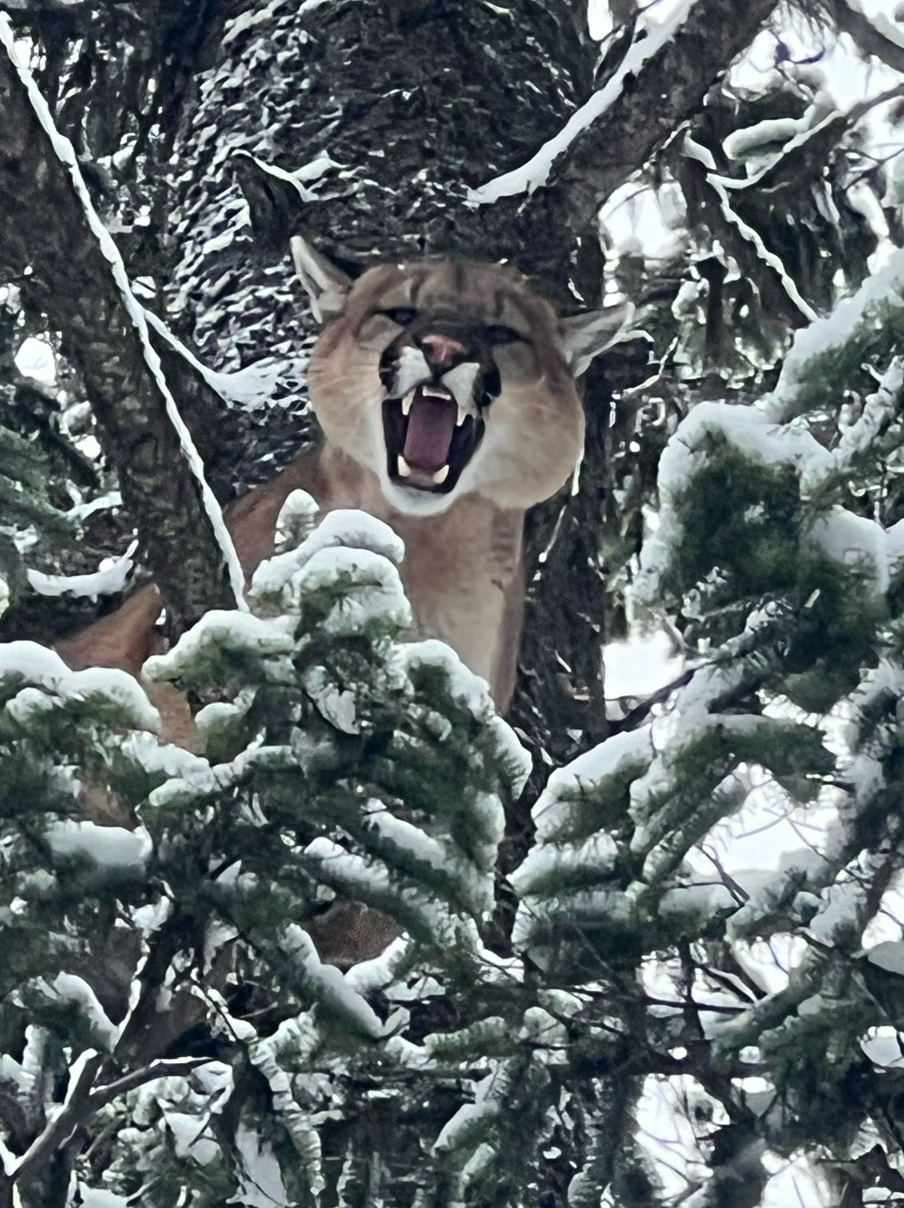 Bobcat