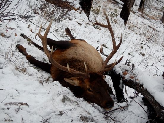 Hunting Deer