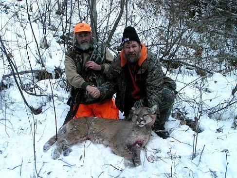 Hunting Cats