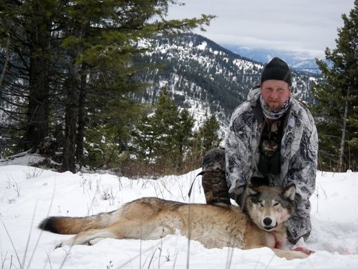 Hunting Wolves