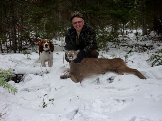 Hunting Cats